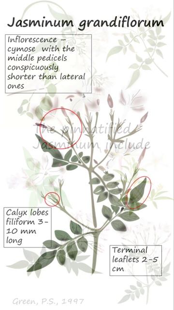 Pinnate leaved jasmines #shorts