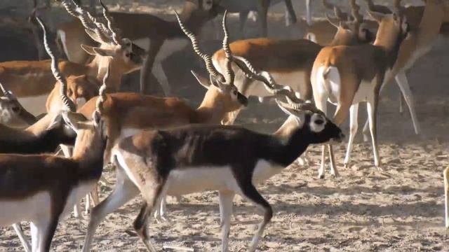 Black Buck Deer In Pakistan | Lal Suhanra National Park Bahawalpur | A Success Story of Black Buck