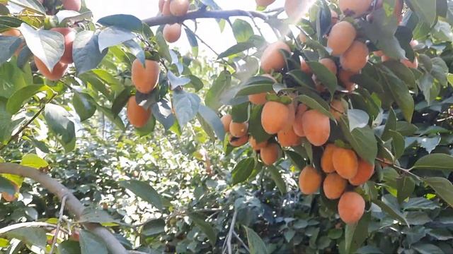 Курманын СВЕЧА деген СОРТУ экен || МАГА жакты