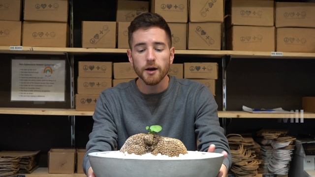 STEPHANIA SUBEROSA GROW TIPS