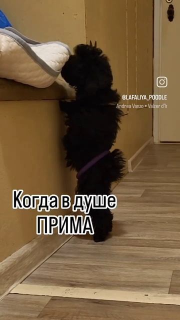 Забавный щенок