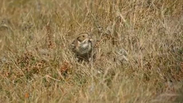 Bruant lapon Lappland Bunting Calcarius lapponicus