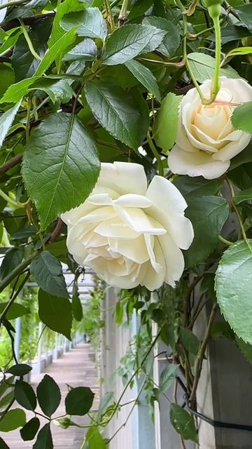 🌹 Розы в Перголе #паркгалицкого #краснодар