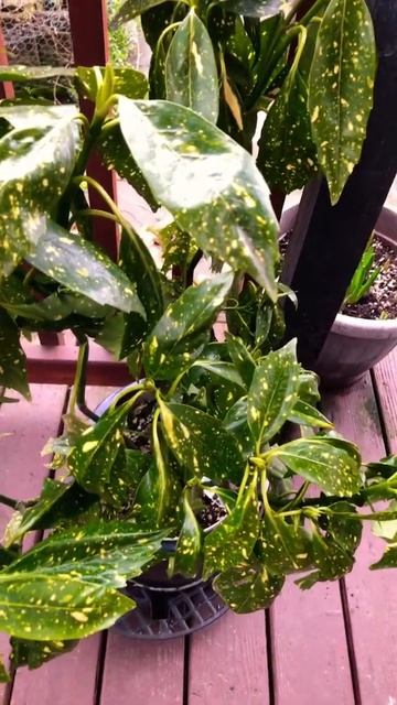 Laurel japones  una planta muy facil de cuidar