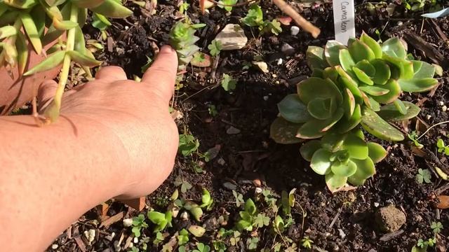 Today in My Garden Jelly Beans in the Wild