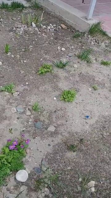 Мой небольшой цветник у подъезда. Красота для всех.
