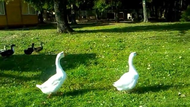 Гуси,утки на рыбалке