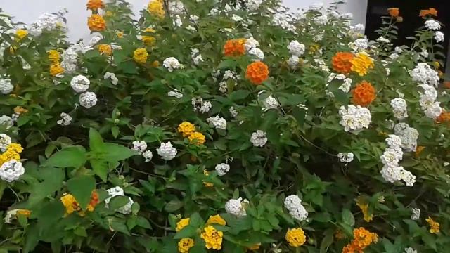 lantana camera.