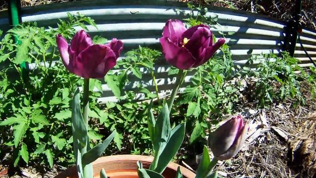 Tulips in the garden