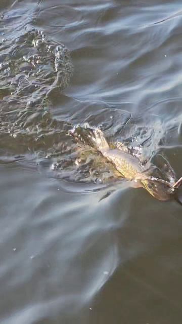 Ловим тетю щуку на Волге  #рыбалка #fishing #fish #рыбалкавидео #рыбалкавсамаре #ловлярыбы #рыболов