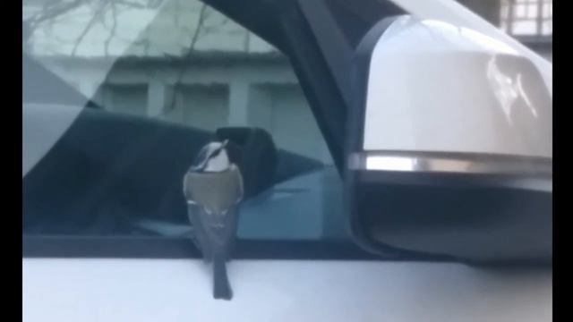 Bird loves his mirror
