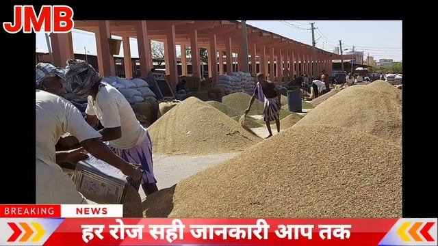 15 March 2024 Guar ka taza bhav, Guar rate today, guar ka aaj ka bhav,Guar updated,#guarkabhavtoday