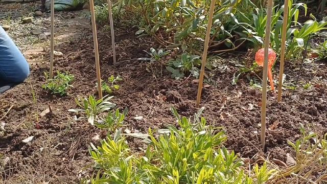 Slow Living in my English Cottage Garden/Planting Sweet Peas/Garden Vlog/ASMR/Living Simply/Spring