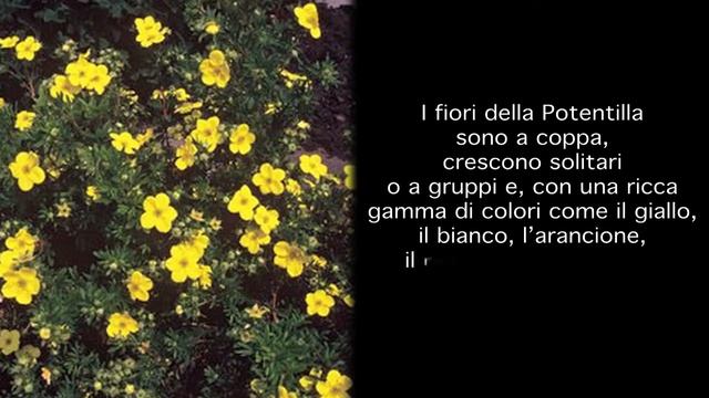 Pianta mese luglio colour your life