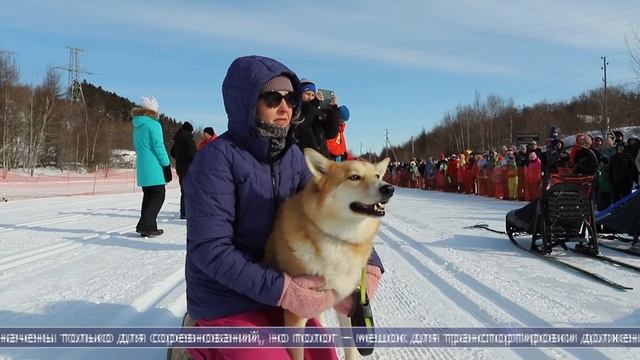 17.02.2025 В Корсакове провели чемпионат и первенство региона по ездовому спорту