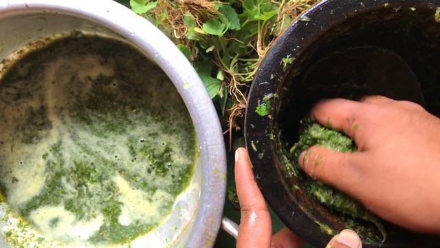 Gotu Kola juice village recipe 4K | Centella asiatica ASMR