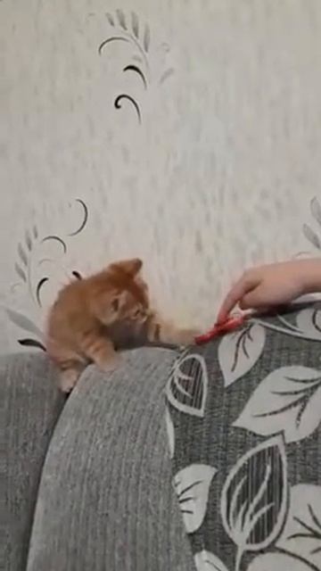 Кот Крутит Спинер Под Музыку