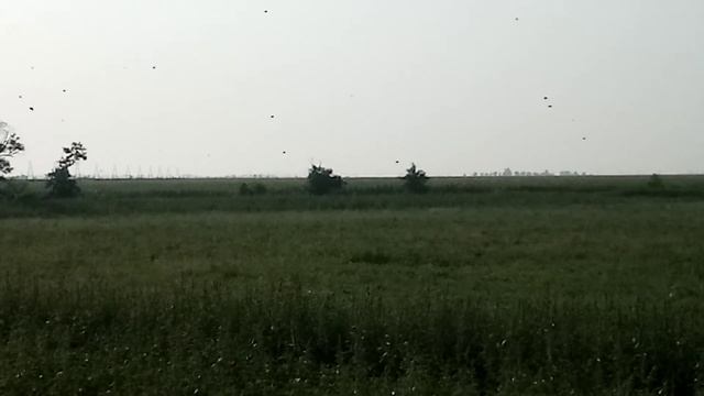 31.07 .2021 будем ждать подсолнух