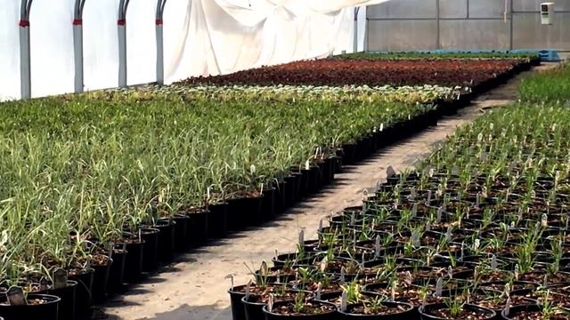 Wholesale Perennial Nursery Hamilton Ontario