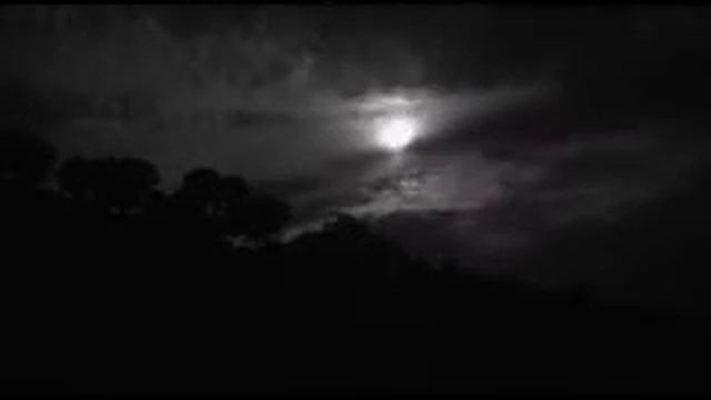 mandragora tree time lapse
