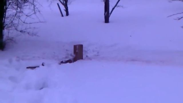 из тигра по кирпичу