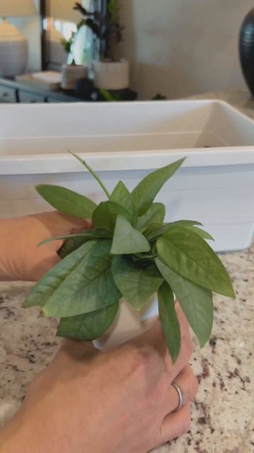 Cebu Blue Pothos Prop Part 2(Short) #LECA #semihydroponics #houseplants #indoorgardening #roomwithr