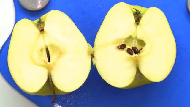 Die Entstehung von Früchten - am Beispiel Apfel | Biologie | Botanik