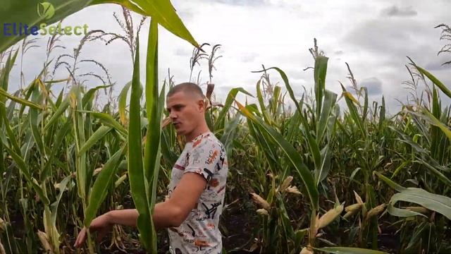 Кукурудза ЕС Юнкай в посуху Та Соняшник ЕС Альфа Відгук від Фермера