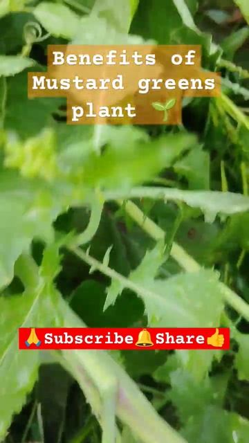 | Benefits of mustard greens plant 🌱 | #shortvideo #viralvideo #gardening #plants