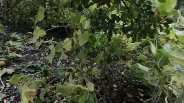 Огород 26.10.2020 г. Что ещё растёт.