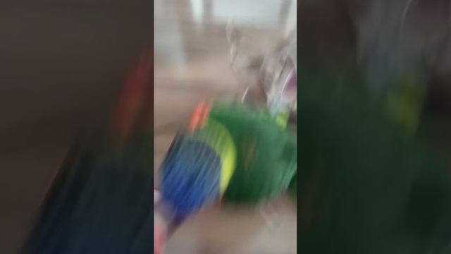 Loris Arco Iris  falando e pulando