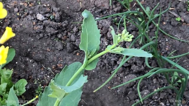 Pollination and Fertilization webinar teaser