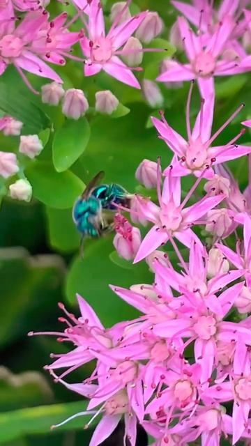 Unbelievable Pollination closeup #shorts #bee #pollination