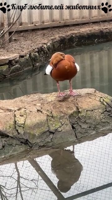 Мандаринка