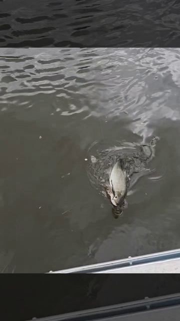 Рыбалка на кастинг ЭВЕРГРИН на жереха в Самаре  #рыбалка #fishing  #рыбалкавидео