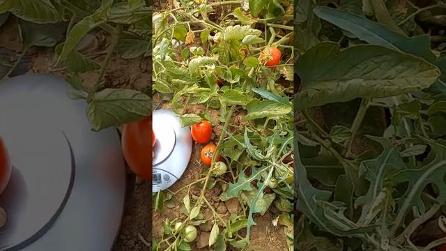 Томат TS 90 F1 Venemaa Seeds