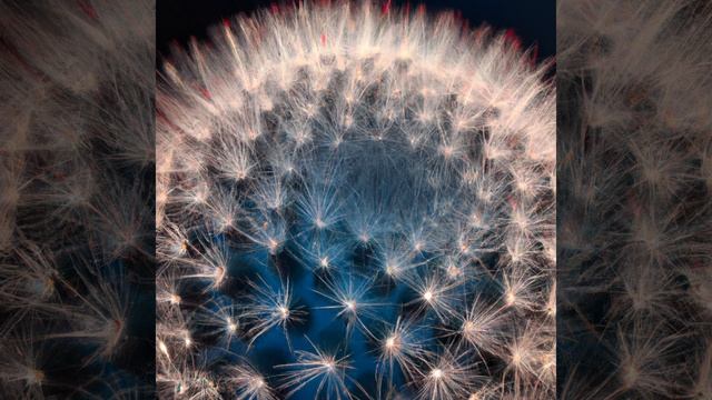 Mammillaria schiedeana ssp dumetorum