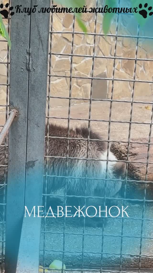 Медвежонок