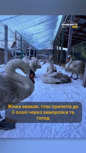Жителька Березанівки врятувала лебідя #дніпро #нашемісто #новинидніпра