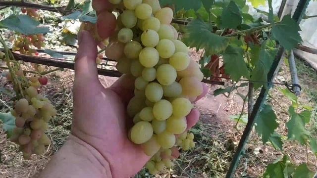 Казанова или Аркадия, кто лучше?