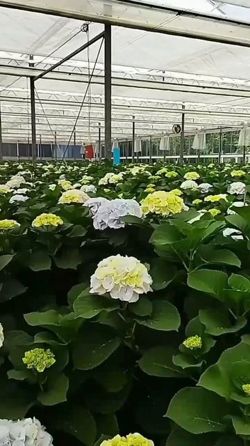 hydrangea #flowers #blooming #lovelyflowers #garden #shorts