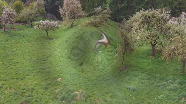 The Flowers Forest