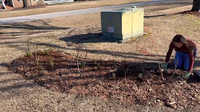 Planting native grasses, rushes, and sedges