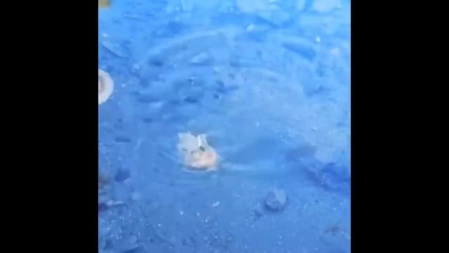 САМЫЕ СМЕШНЫЕ ВИДЕО О КОШКАХ СОБАКАХ И ЖИВОТНЫХ 2024 ГОДА