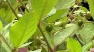 Deadly nightshade, Atropa belladonna, 1-to-1