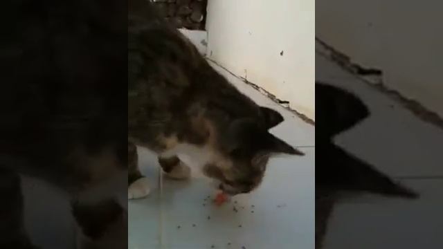 The stray cat at flamingo beach resort