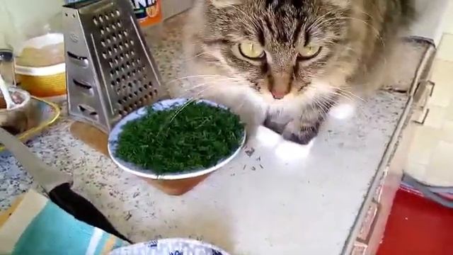 Кошка ест укроп