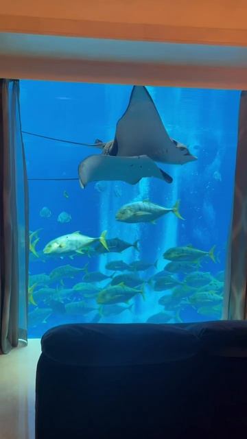 Дубай, Отель Atlantis The Palm. Нижние уровни выходят окнами на водоем с морскими обитателями