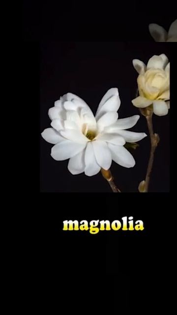 10 Flower Blossoms 十种花的名字 #shorts