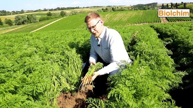 Aktualne zalecenia w uprawie marchwi – Jan Najbar, 09.07.2023